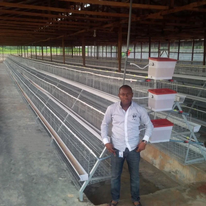 best sales A type 5 cells chicken cage for 160 layers in Uganda