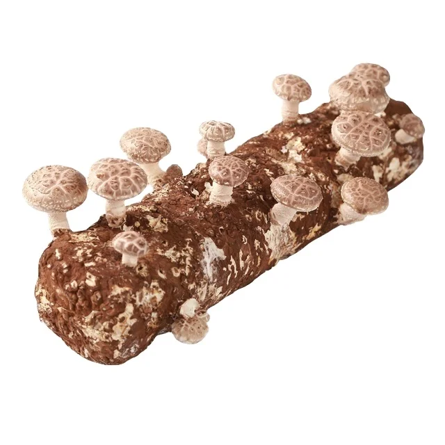 Qihe высокое качество легковырабатываемые грибы с высокой урожайностью shiitake.
