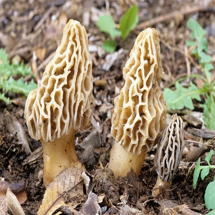  Высшее качество оптовые продажи морельный гриб высушенный Morchella Esculenta из