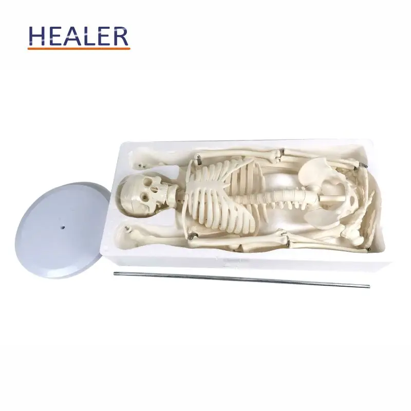85cm human plastic skeleton anatomical model, advanced bendable bone model