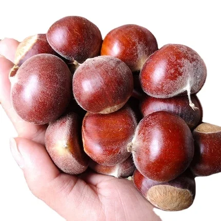 Good Price China Export Fresh Chestnut Organic Natural Raw Chestnut Price In China