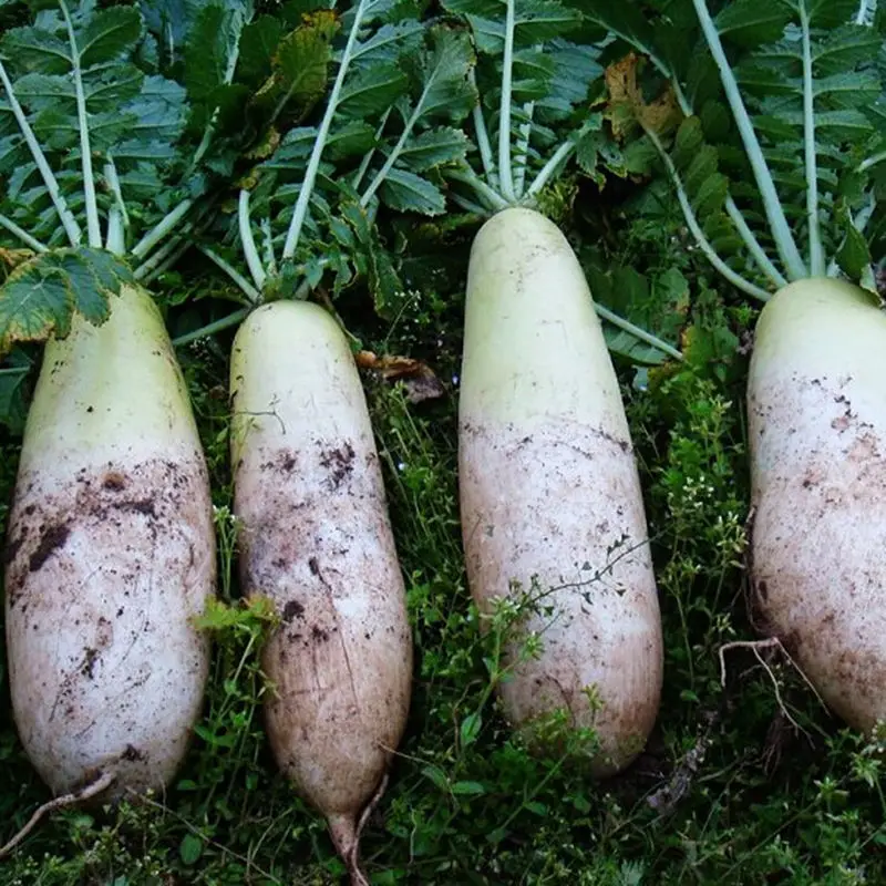 2023 новый сезон китайских свежих овощей свежий зеленый и белый зеленый редис на экспорт