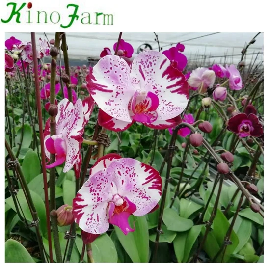 Phalaenopsis Young Plant