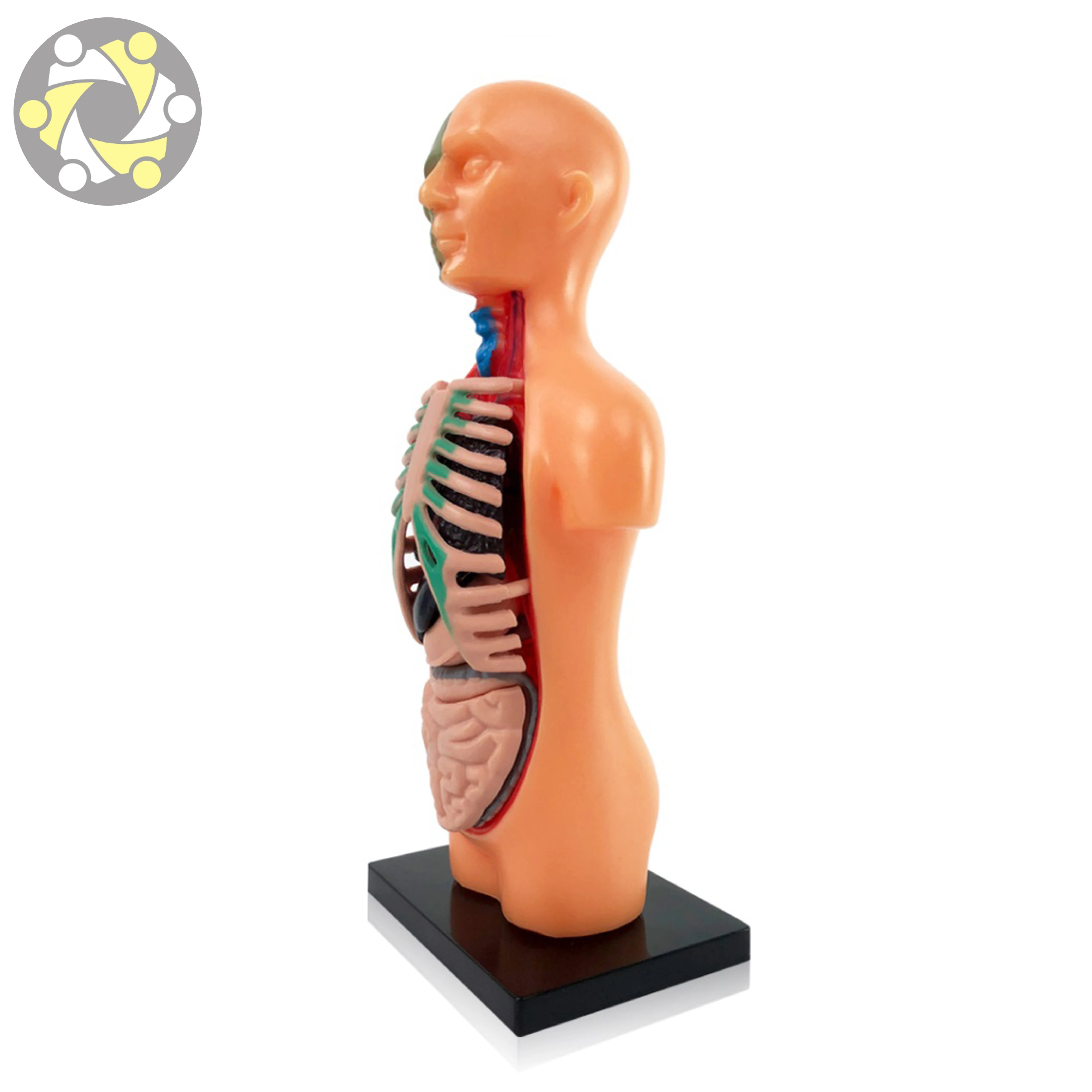 Human Body Assembly Model Science Education Toy