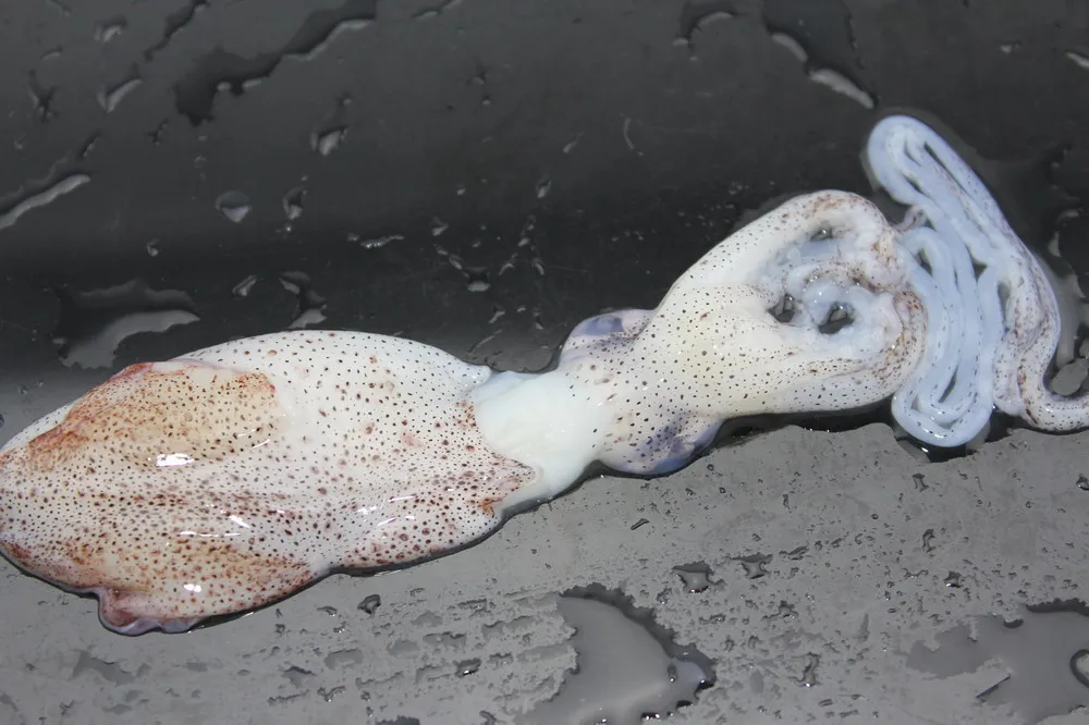 
frozen chinese squid loligo squid good quality squid 