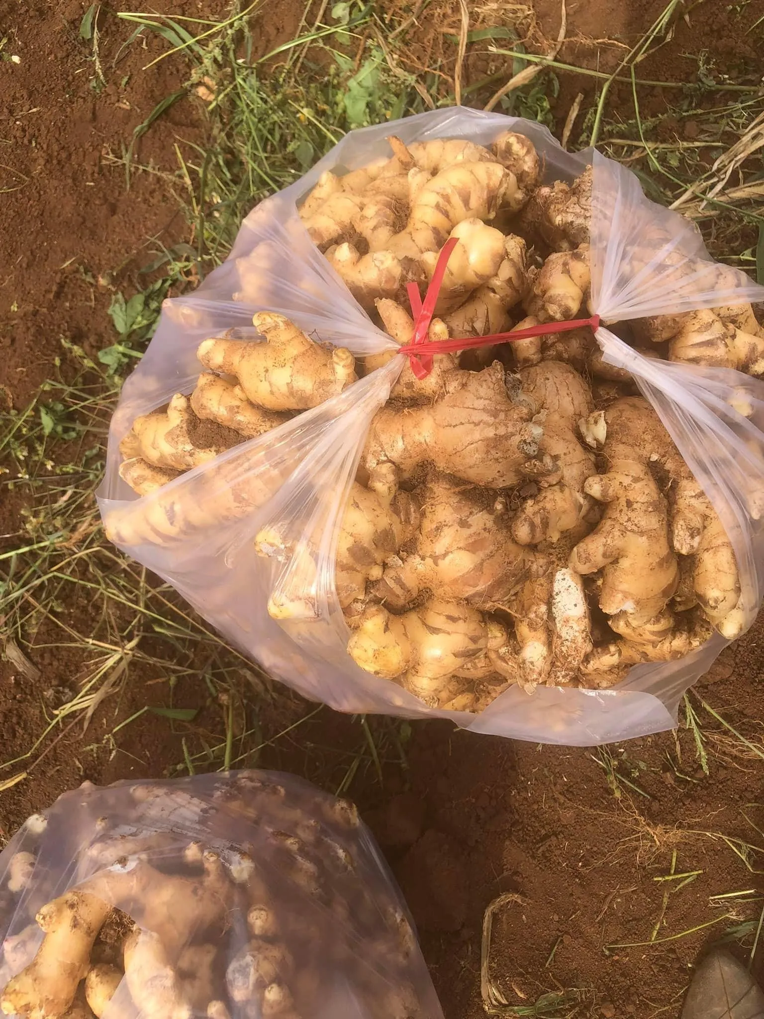 Поставка свежих имбирных овощей Быстрая доставка приготовление пищи соответствует требованиям заказчика, сделанным во Вьетнаме