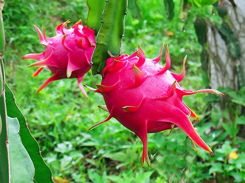 
Provider of the Best Fresh Red Dragon Fruit (origin from Vietnam) 