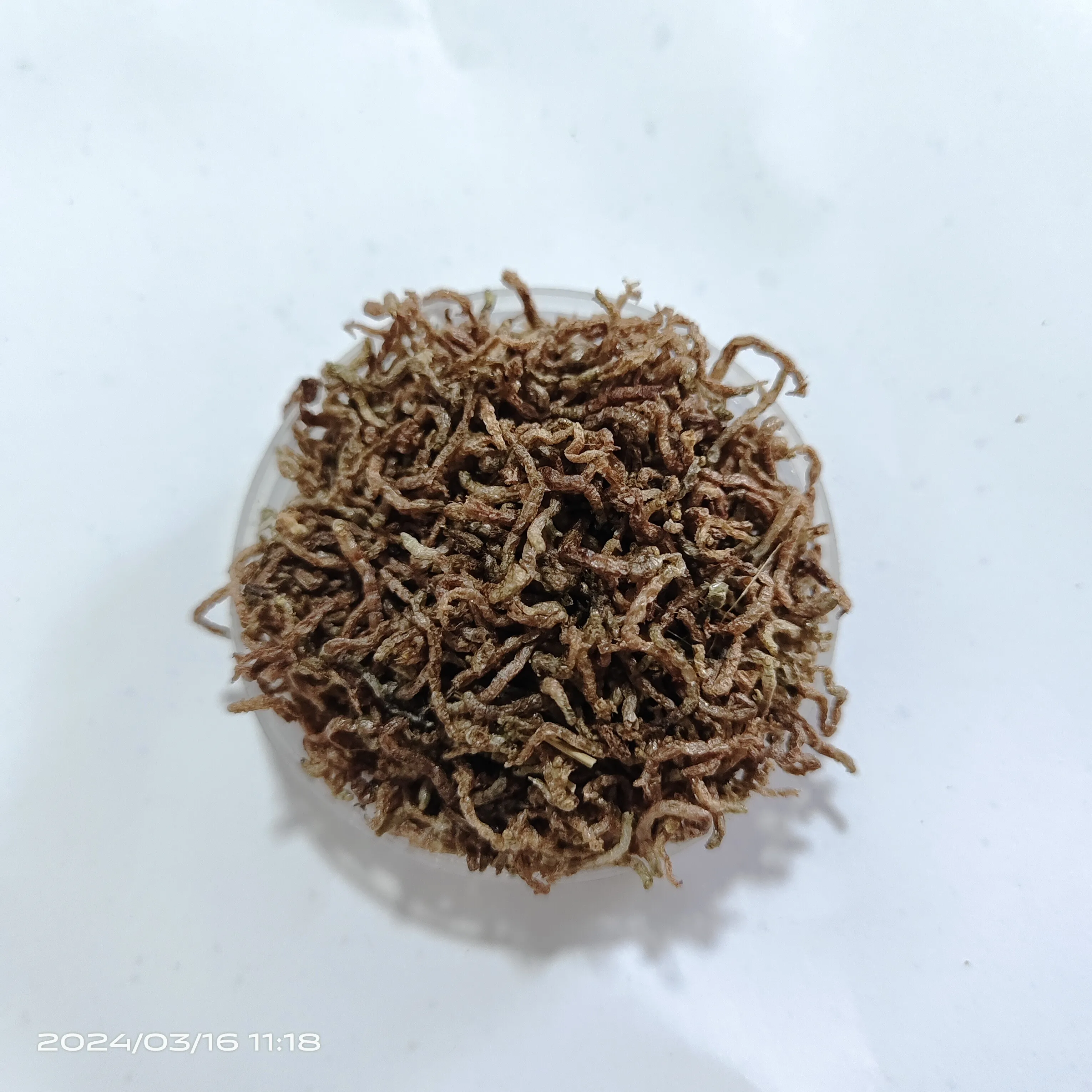 high quality high protein dried blood worms for animal feed pet food pet snack bloodworm fish food