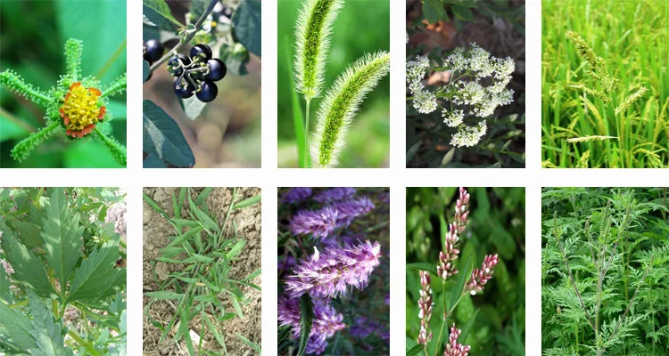 Гербицид clomazone herbicida, жидкий газон, эффективный органический рисоискатель, цена 95 tc 48 ec clomazone