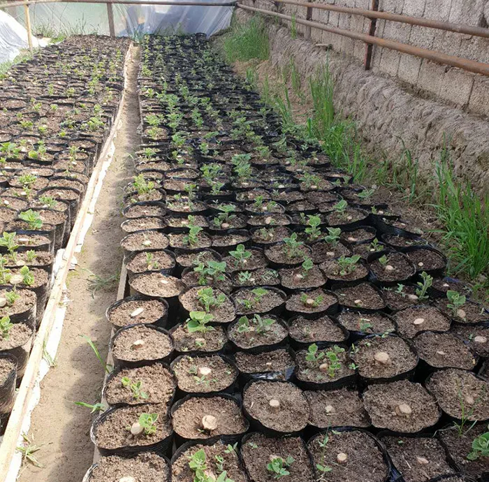 Высокое качество, корень павловнии FTE, легкое Выживание