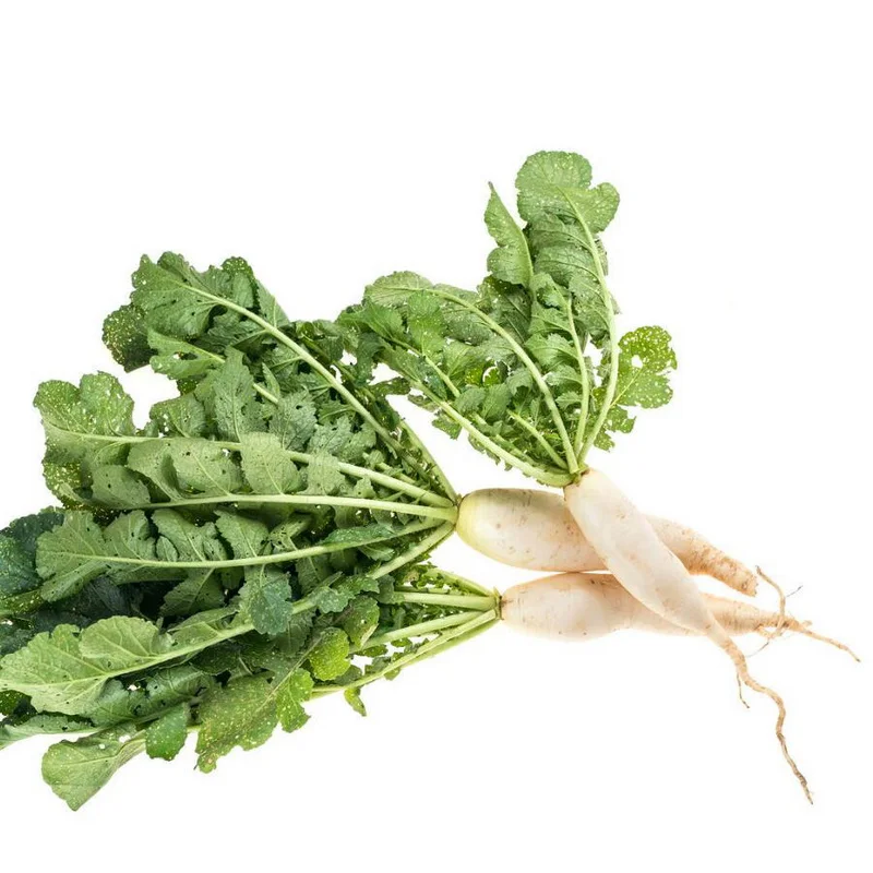 Wholesale price daikon radish vegetable store for supermarket