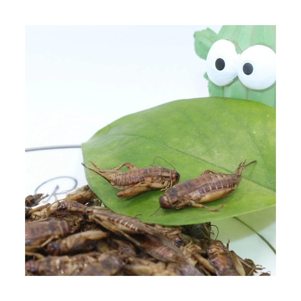 Pet Food Pouch Wholesale Worm Insect Food Eco Fresh Cricket Insecte