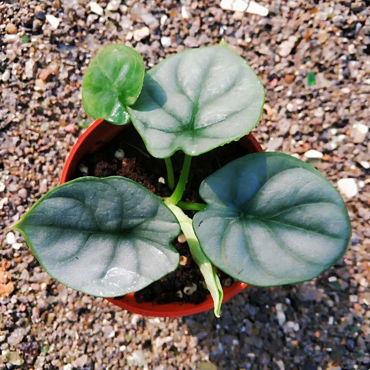 
Серебряный дракон Alocasia 