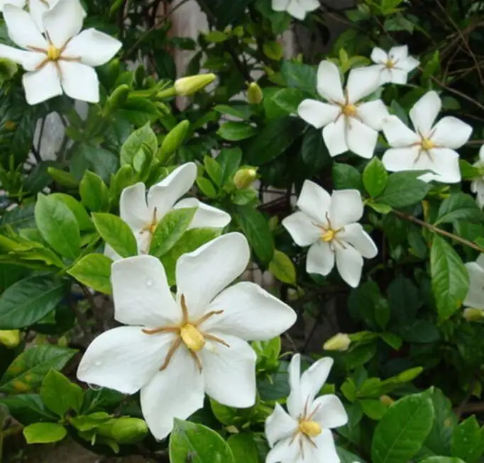 
Zhi zi hua natural dried fragrant flowers Flos Gardenia 