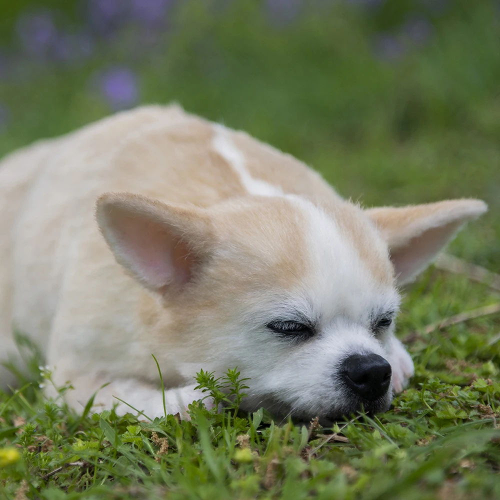 Custom Clone Dog 3d Model Simulation Animal Importer Art Display