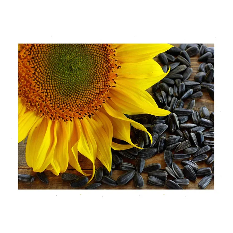 2021 High Quality New Crop Sunflower Seeds Birds Food Black Sunflower Seed Sunflower Seeds Raw Packaging Model Trading Top Grade