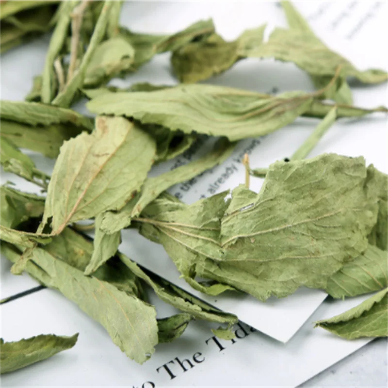 Natrual China herb medicine organic dry Stevia Plant dried stevia leaves