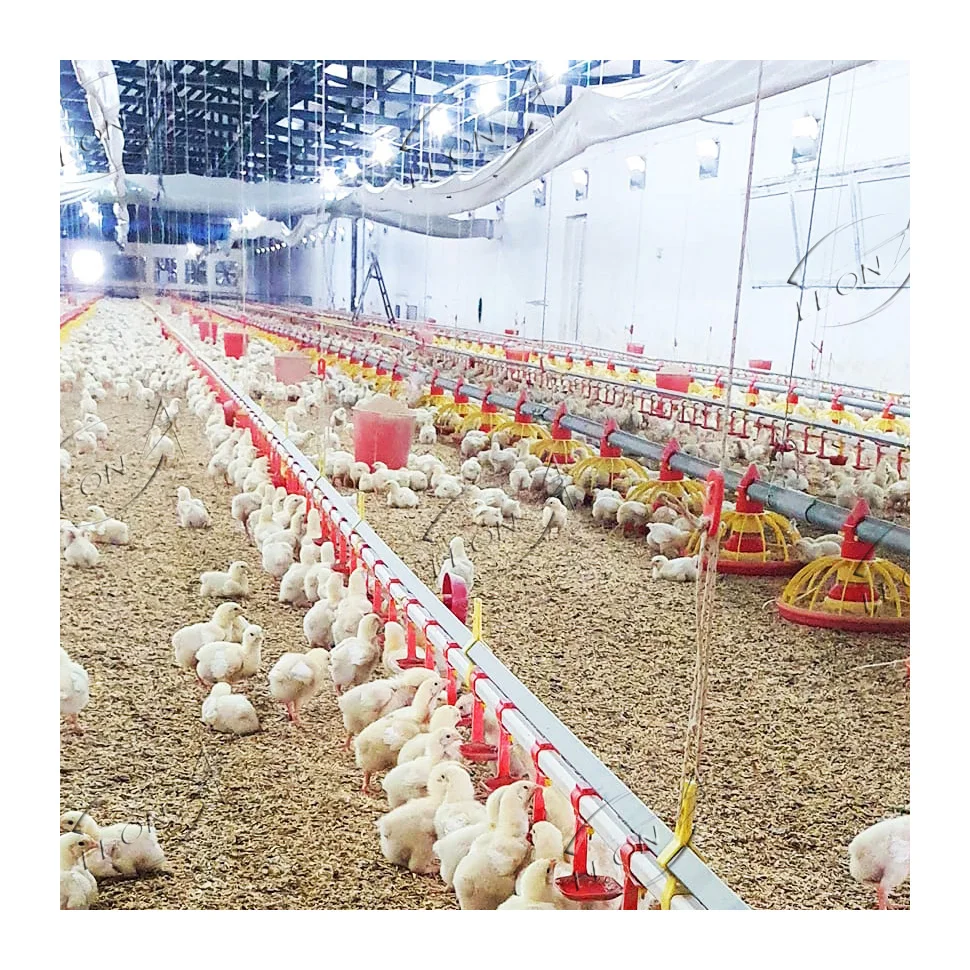 Cheap price chickens bird farm for sale in philippines and indonesia