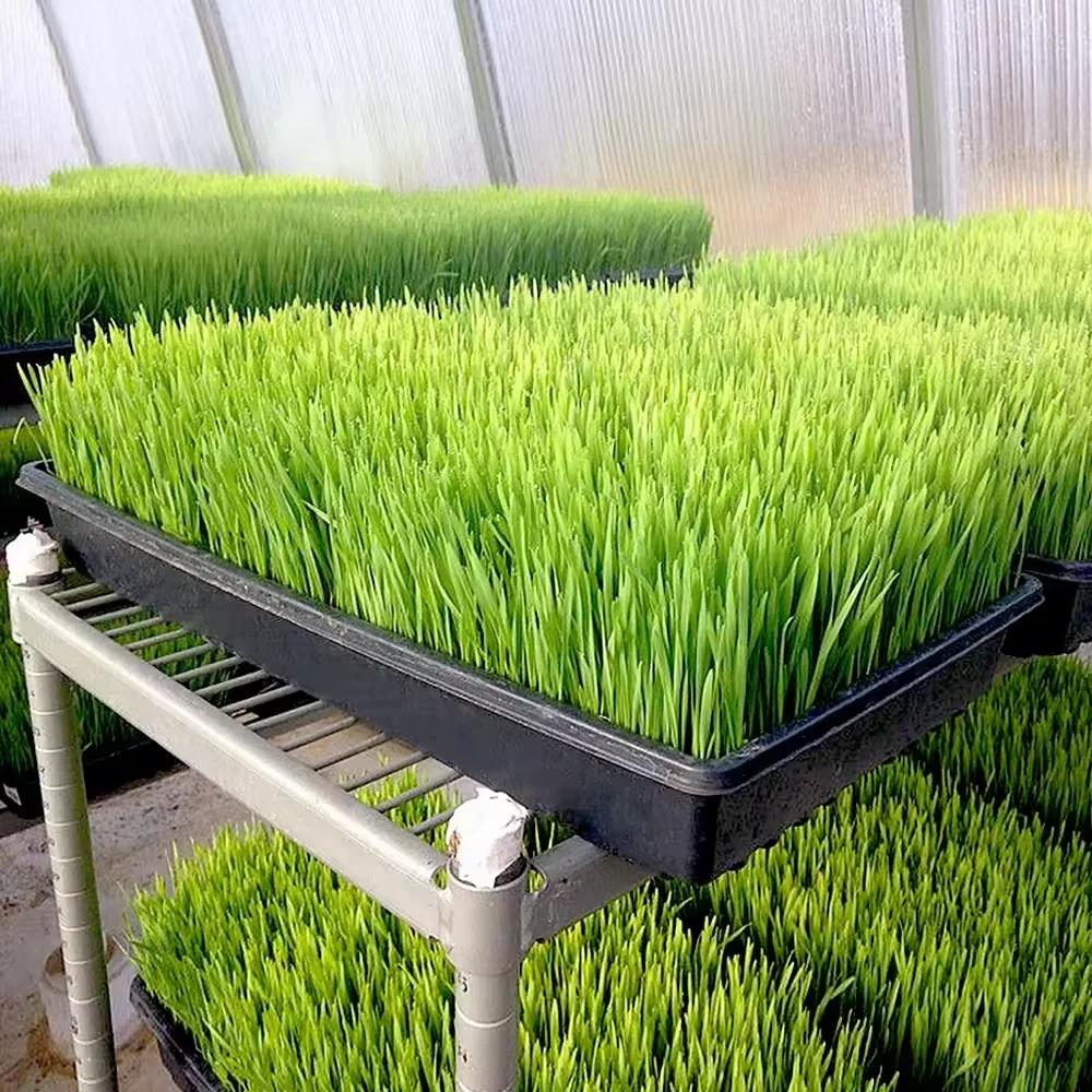 Customized Plant Growing Trays Factory Price Plastic 1020 Seedling Tray Microgreens Hydroponics Trays