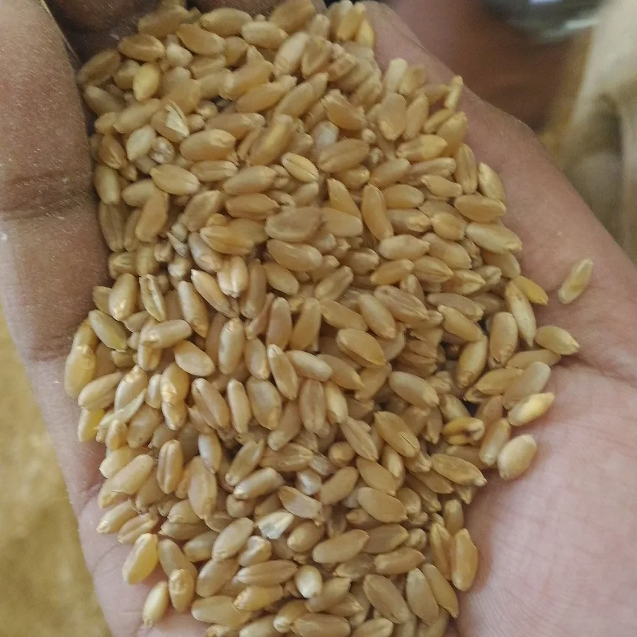 Низкая цена Твердая пшеница