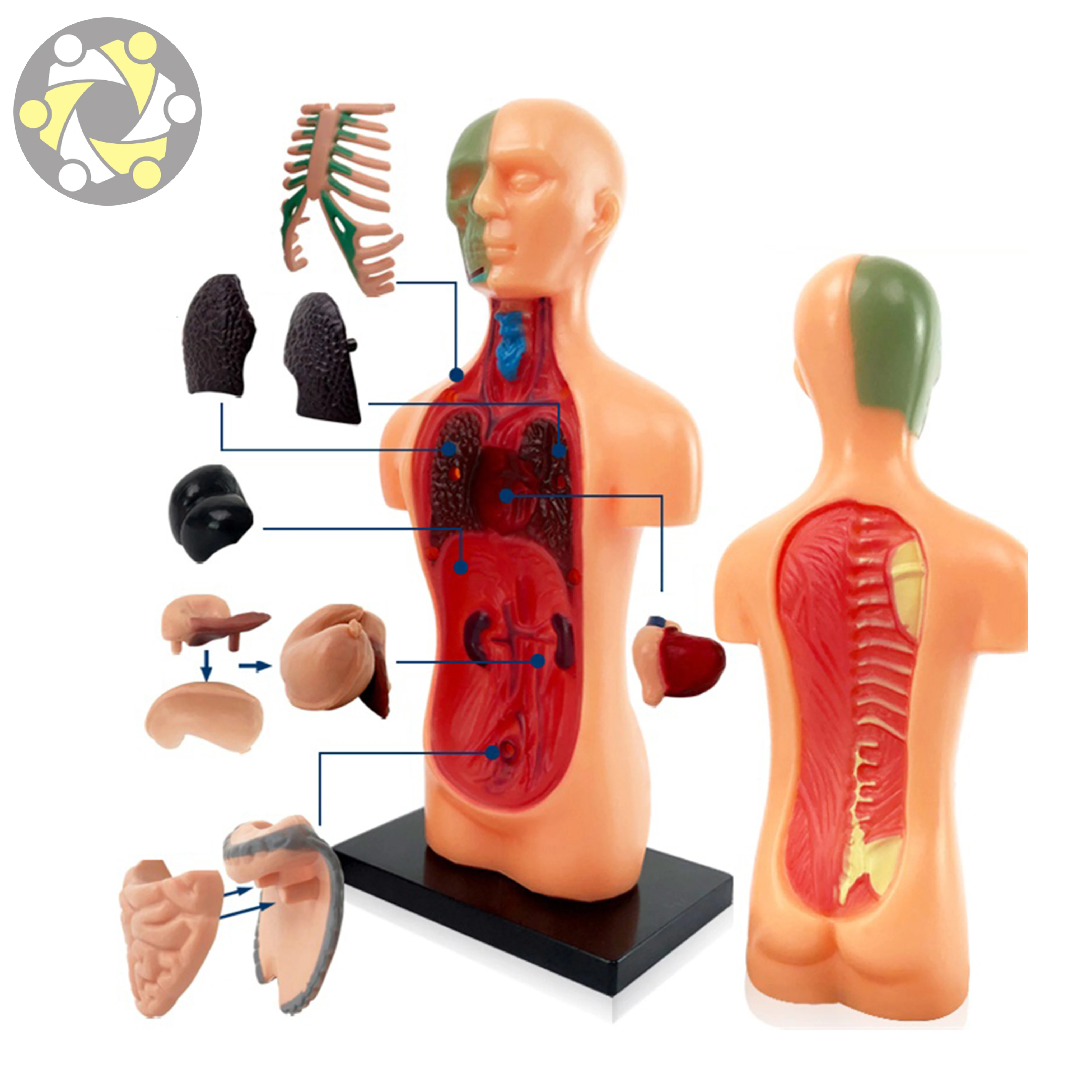 Human Body Assembly Model Science Education Toy