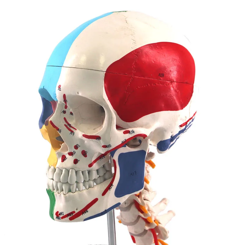 Multifunction Human skull with cervical spine model Skull and seven cervical vertebrae