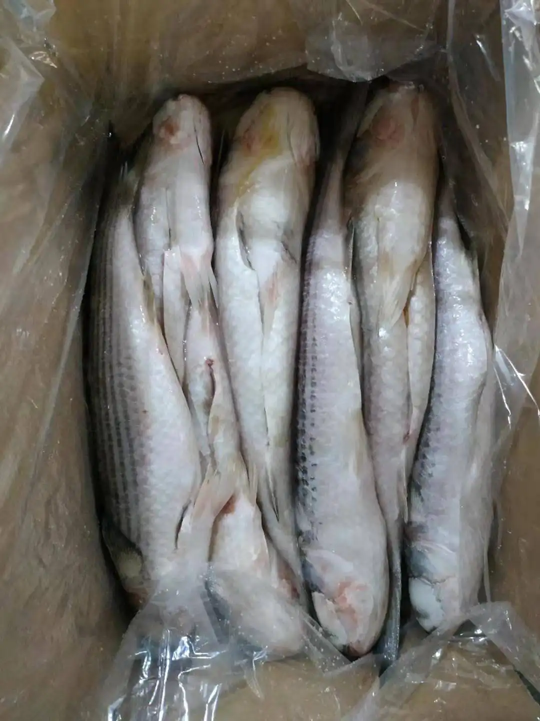 
Frozen fish Mugil Cephalus Grey Mullet Gutted for Marketing 