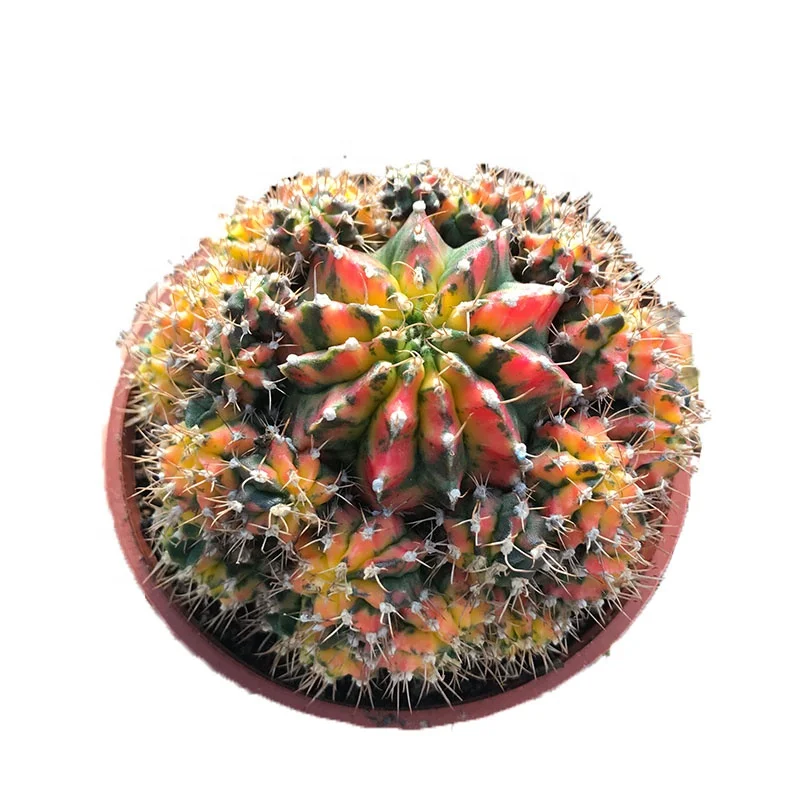  Лидер продаж лунный кактус gymnocalydium mihanovichii настоящий красочный и