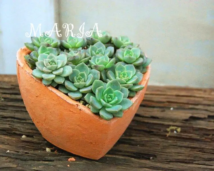 
Heart shaped terracotta planters wholesale 