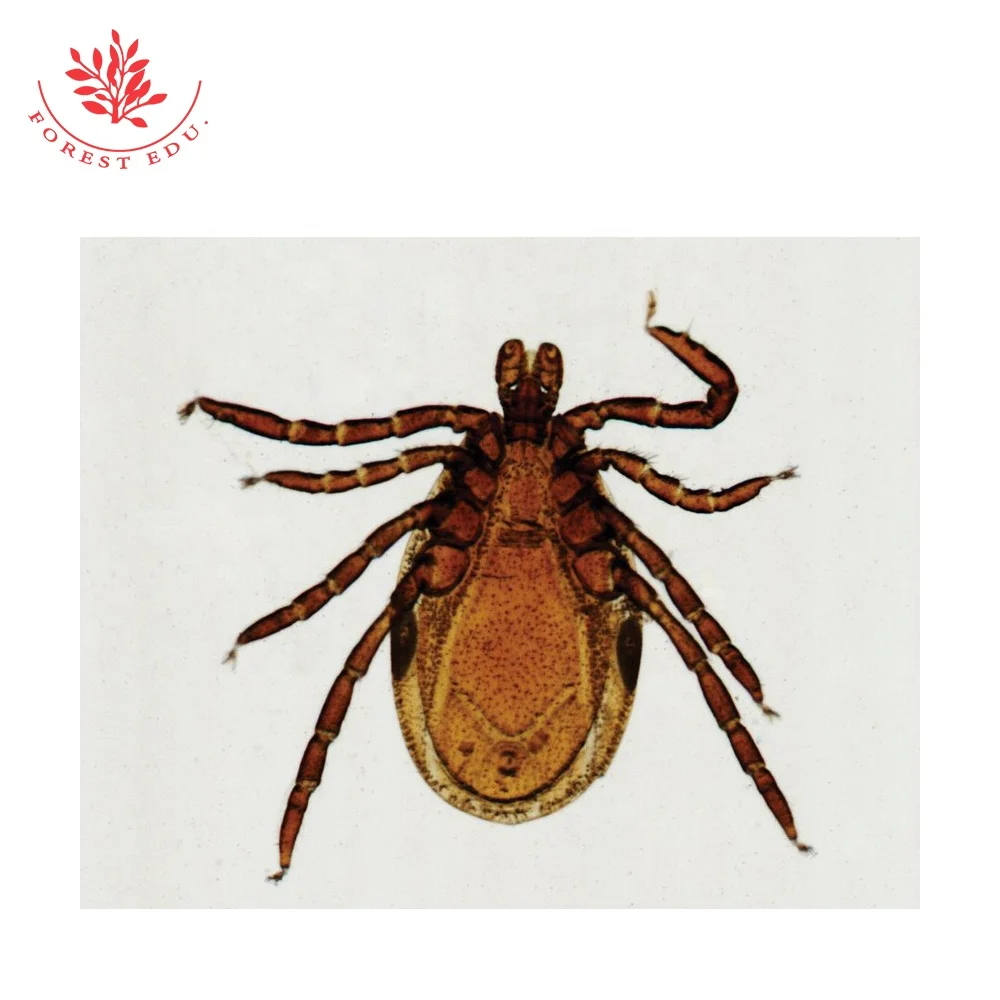 Parasite Microscope Slide 42 Kinds Teaching And Research Biology Experimental Research Parasite Prepared Microscope Slide