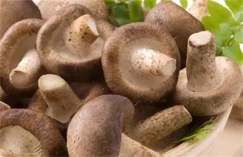 800g canned mushroom pieces and stems