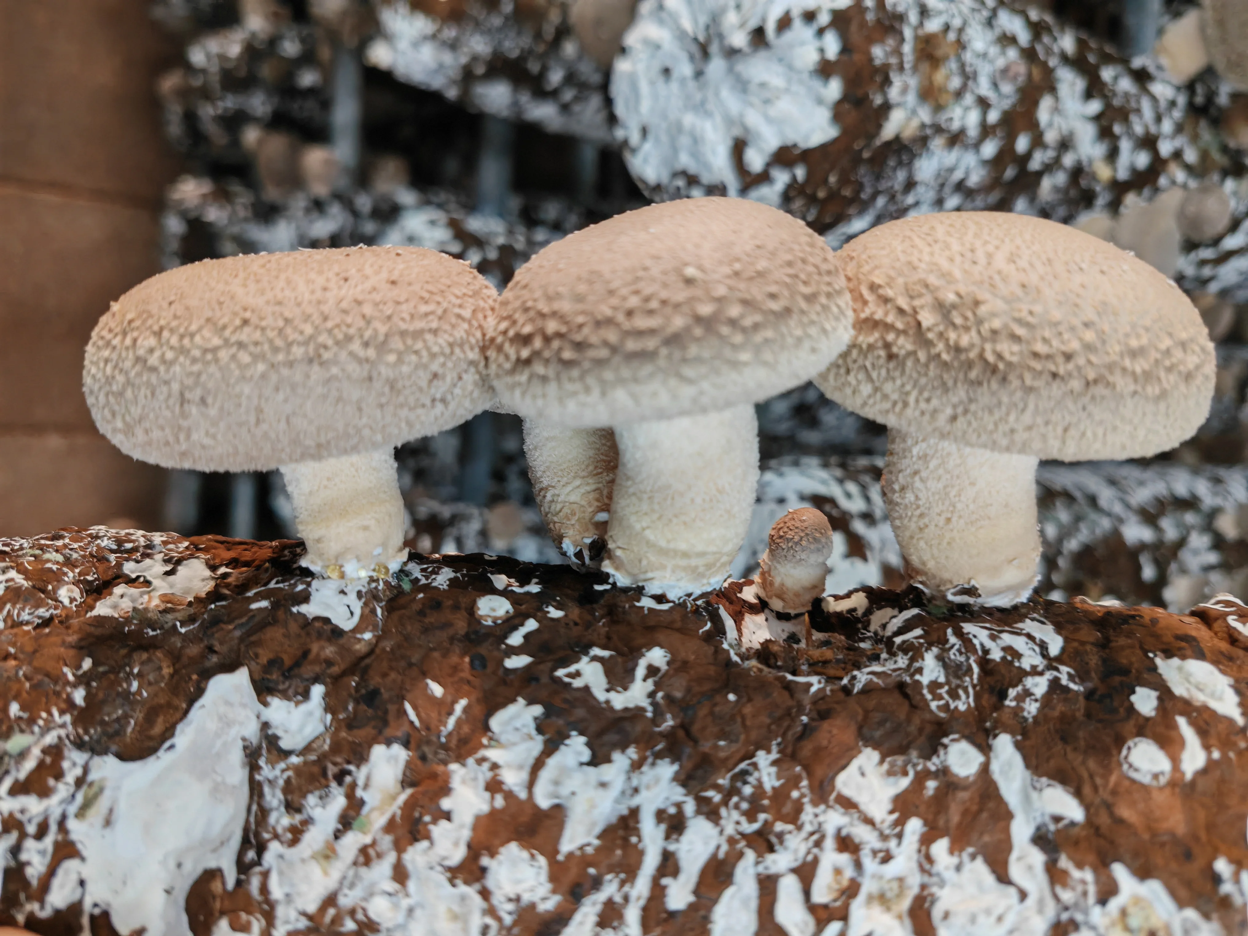 Shiitake Mushroom Spawn Mushroom Cultication Logs Fungi Substrate Champignons