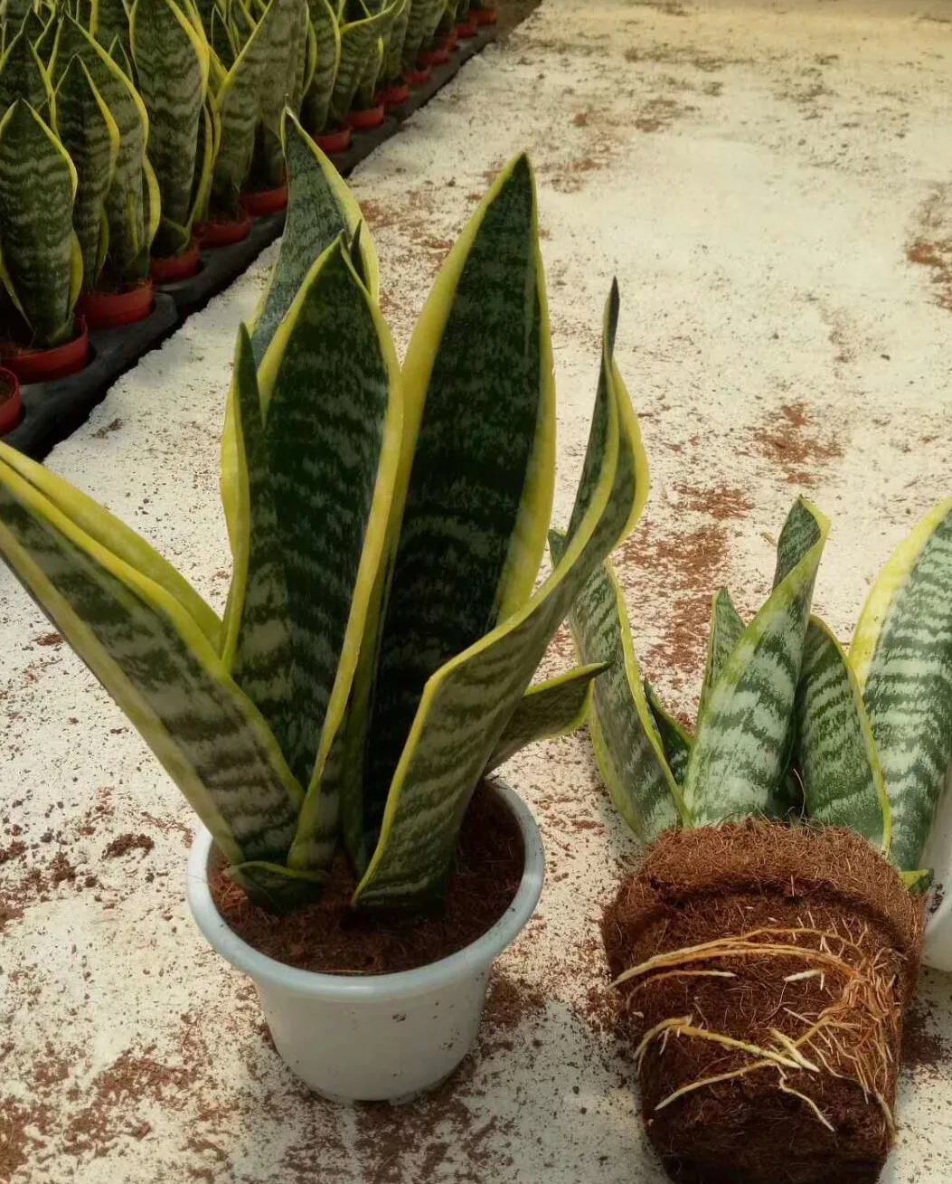 
Sansevieria trifasciata Prain var. laurentii 