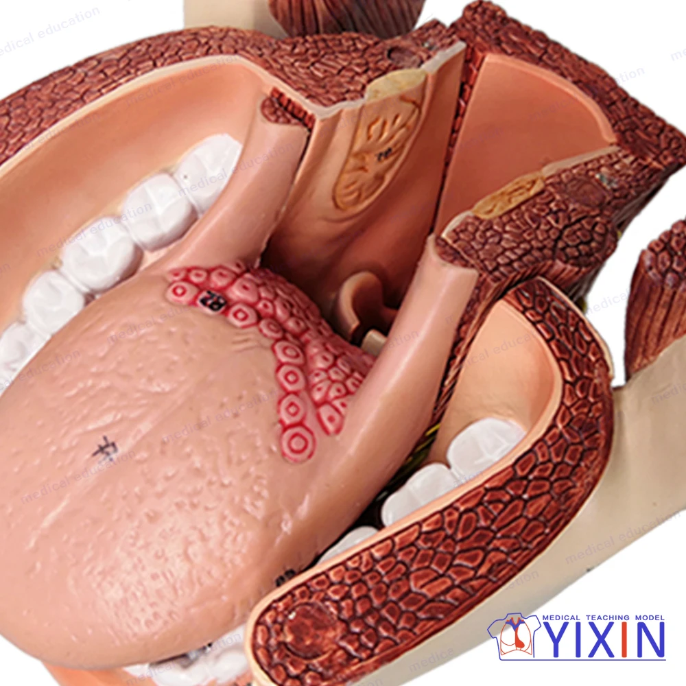 
YIXIN/Nasal, Oral, Pharynx and Larynx Cavities, Human Anatomy Teaching Model 