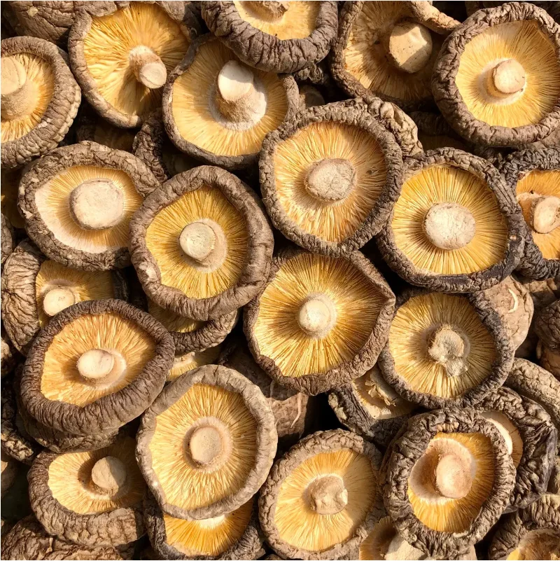 Wild Shiitake Mushroom Dried Fresh Whole with Stem and Cap Raw for Food Use Packaged in Bag