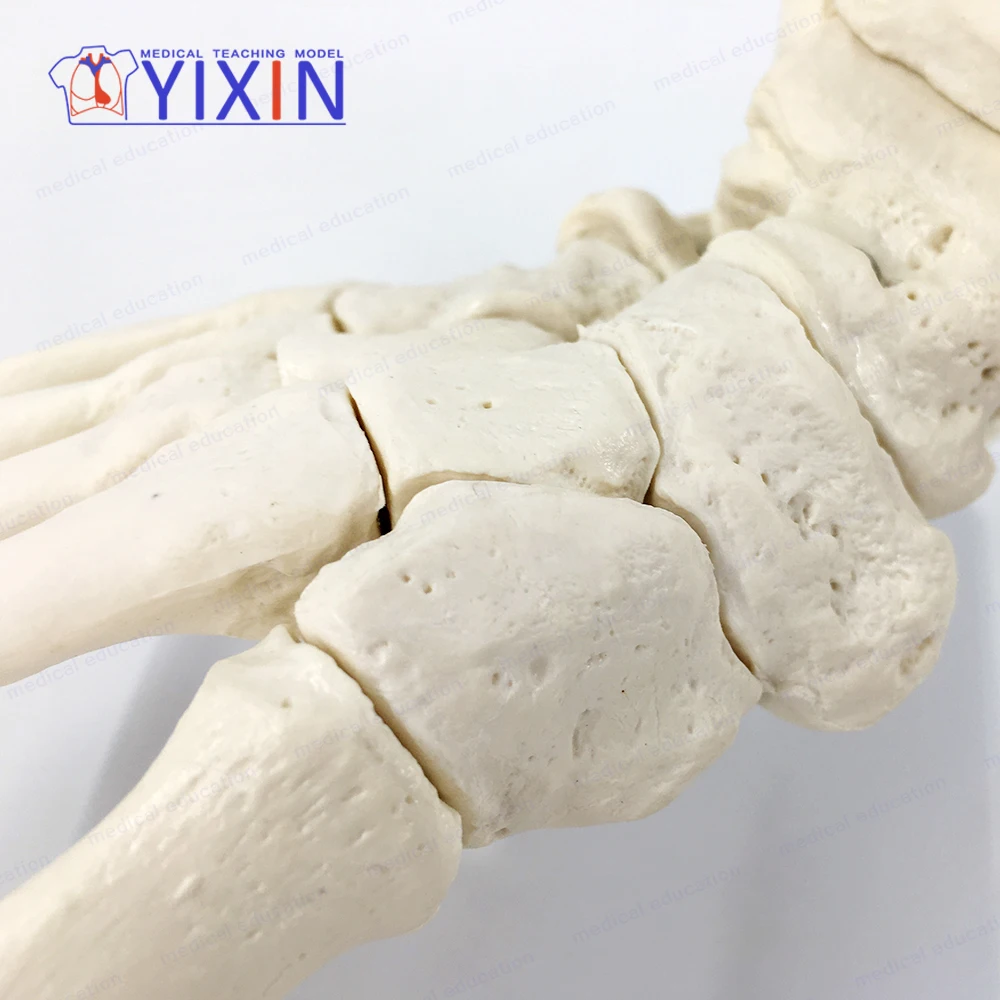 YIXIN/ Foot Skeleton With Ankle, Bones of the Foot