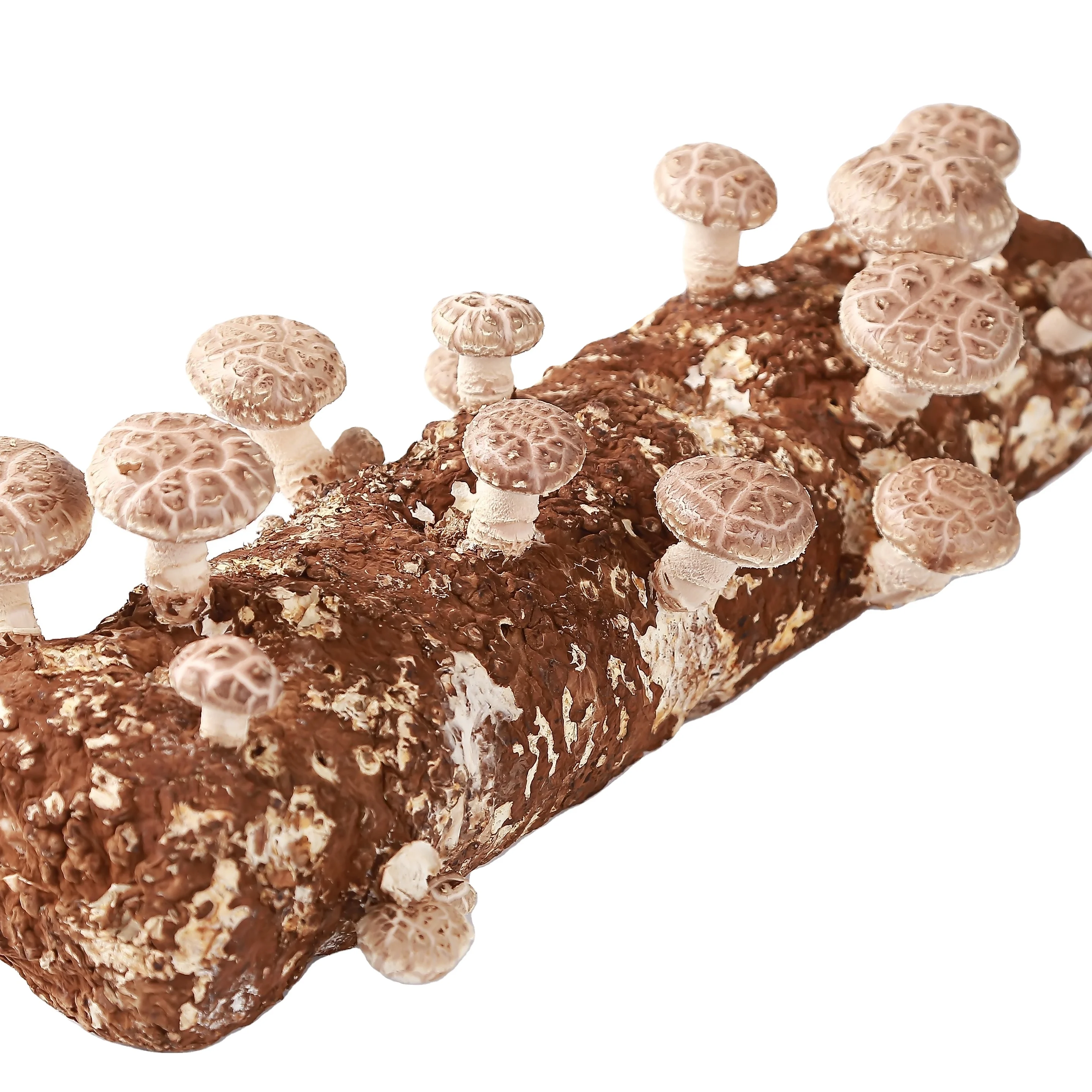 
mushroom growing champignon mushroom green house shiitake mashroom 