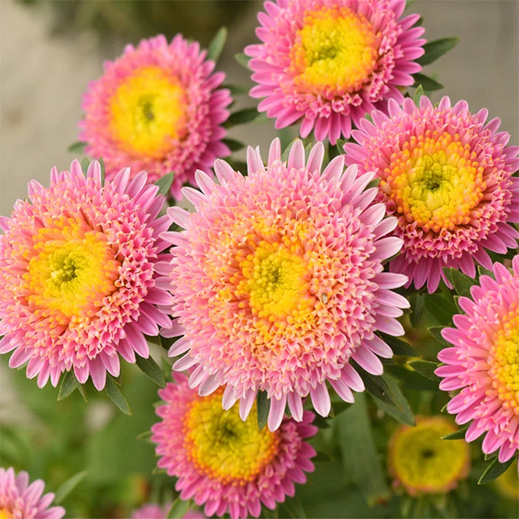 
Hot Selling Product Agricultural Hybrid F1 Flower Seed Packets 