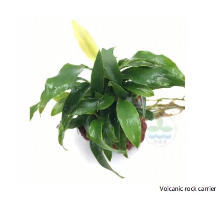 Anubias barter var. Миниатюрные аквариумные растения для украшения цветов аквариумное украшение с маленькой или большой квадратной чашкой