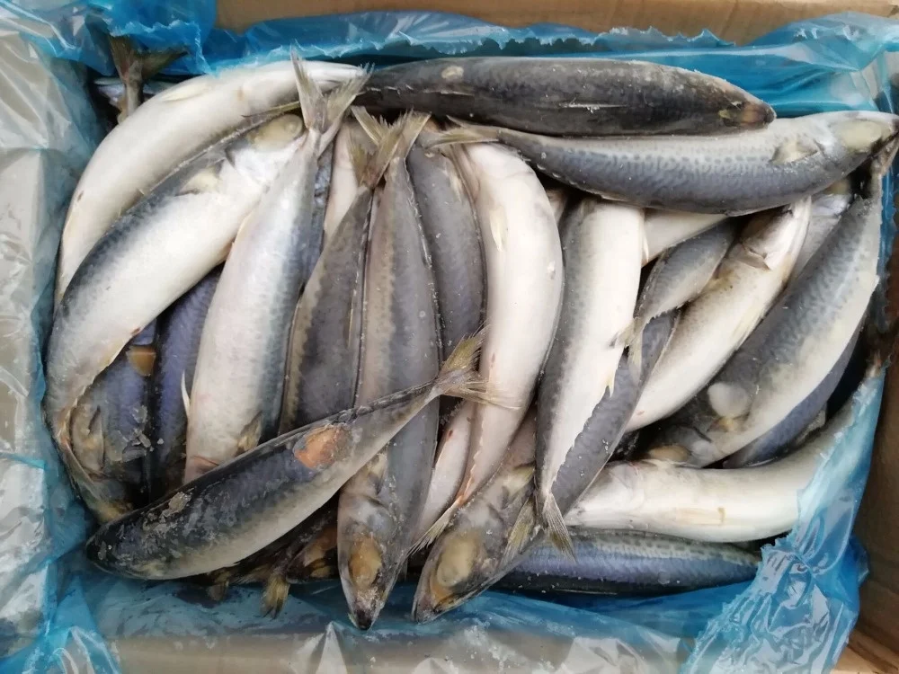 Scomber Japonicus Frozen Pacific Mackerel Fish