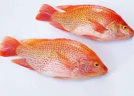 Premium Vietnamese seafood frozen red tilapia fish red tilapia are feed in Mekong Delta No harmful chemicals