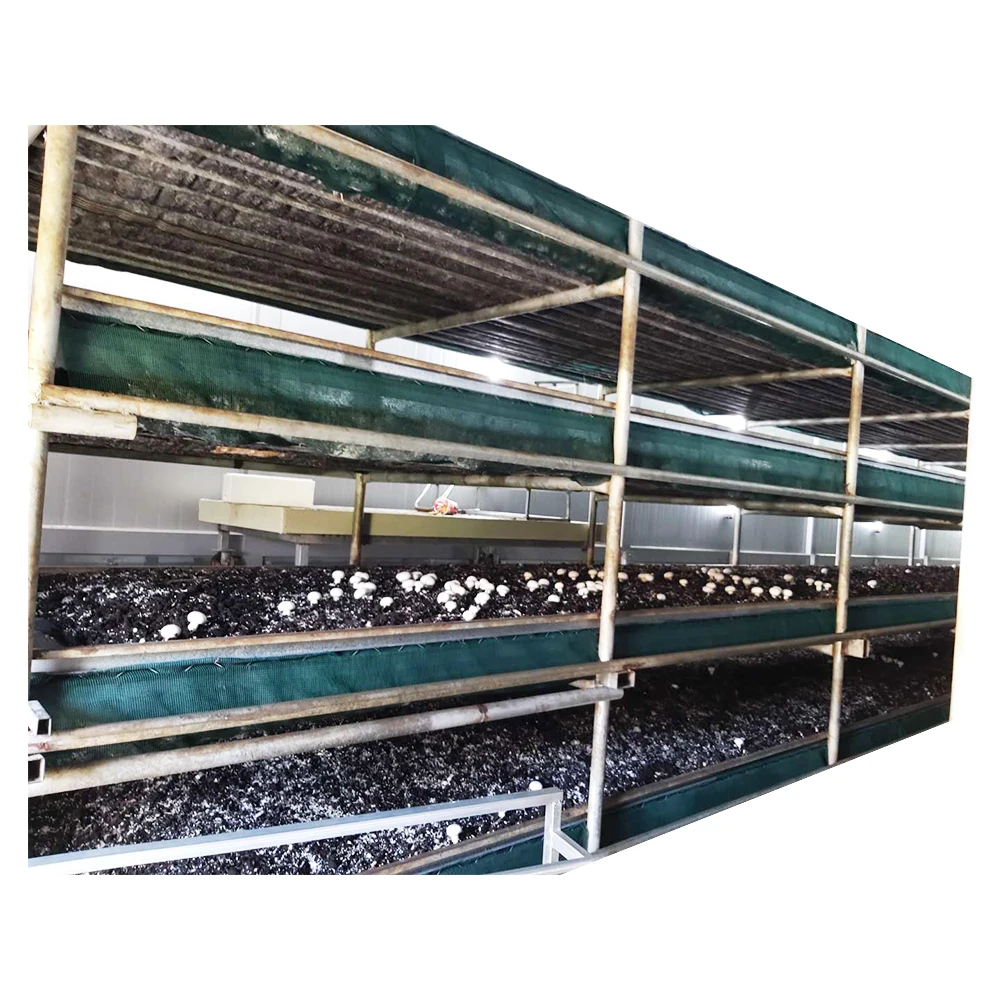 
Hot Sale Low Price High Quality button Mushroom Agaricus Bisporus Mushroom Spawn 