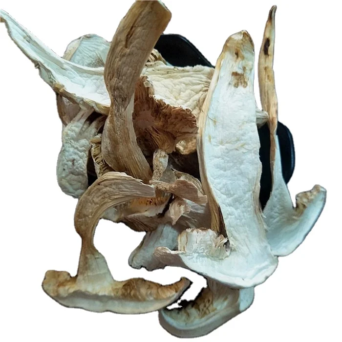 Nature Tricholoma matsutake white pine mushroom mushrooms for cooking