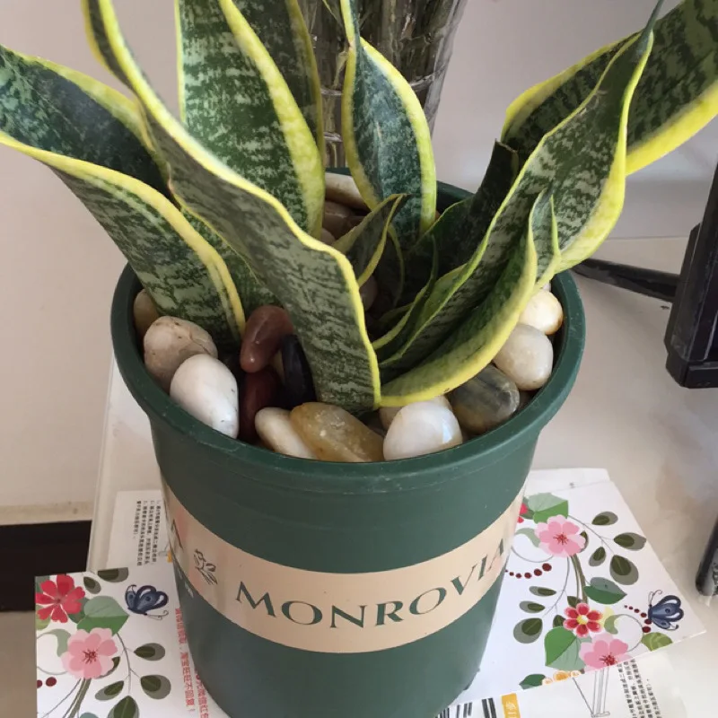 Cheap garden ground paving decorative natural river water wash stone pebble