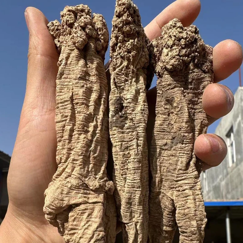 Gansu Zhongzai artificial Extra large codonopsisv Codonopsis pilosula dangshen Old codonopsis Keeping in good health