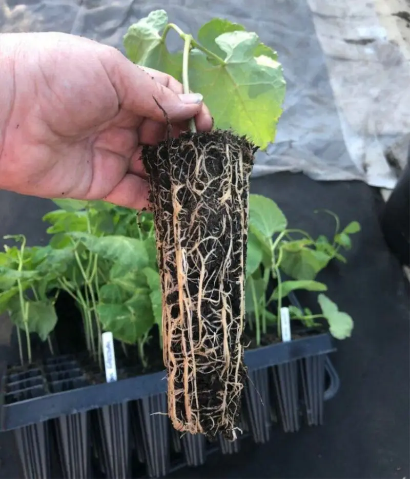 paper pot plant seedling trays vegetable seeds planting flower eco-friendly biodegradable cup