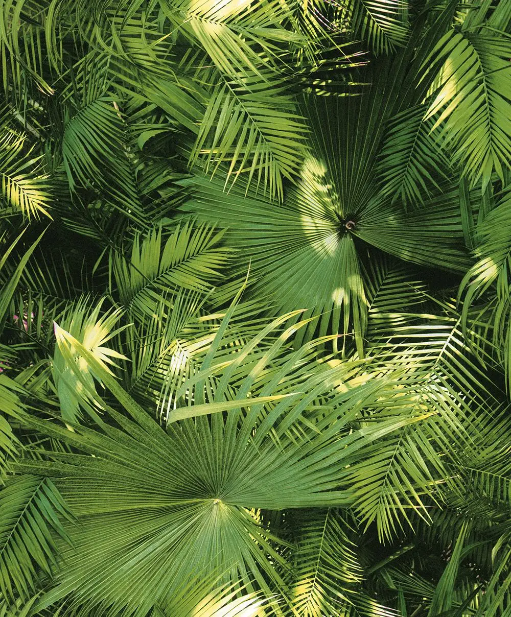 Natural Design Non Woven Wallpaper Sitting Room Bedroom Family Decorates Green Wallpaper