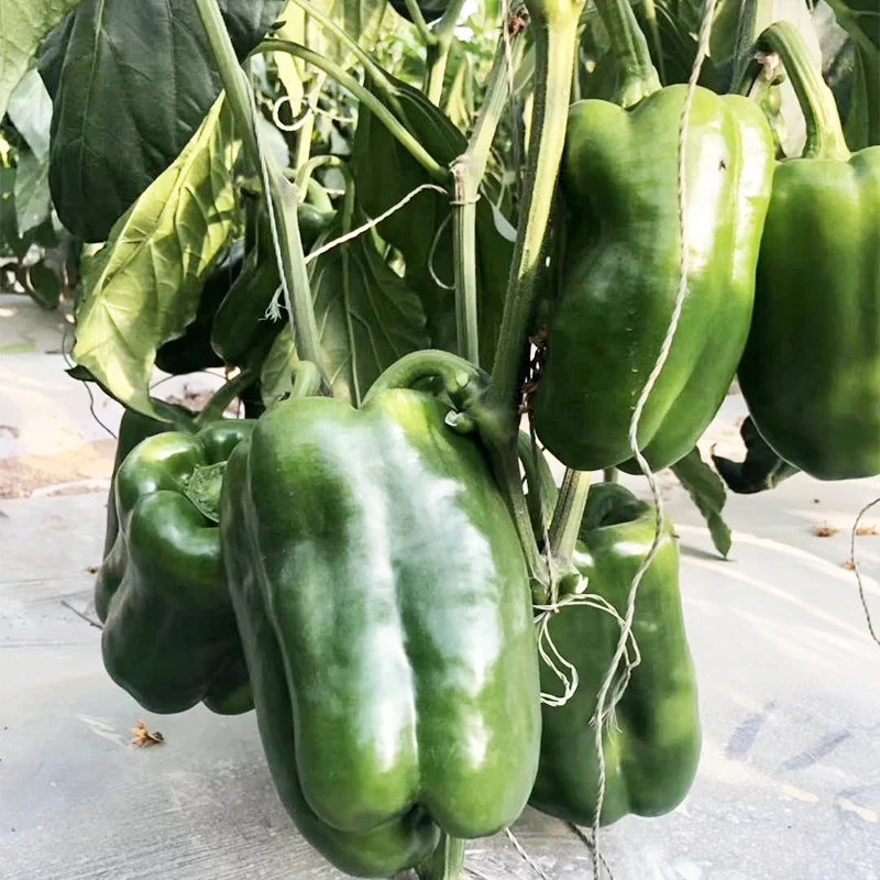 
Hybrid F1 big size sweet pepper seeds from china for growing 