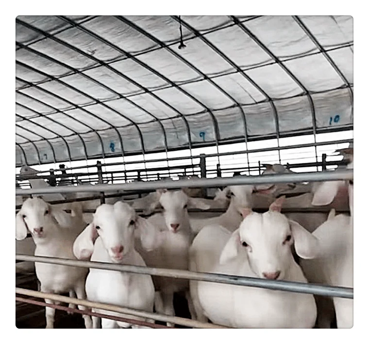 Low Cost goat farming Easy assemble steel structure goat farm shed