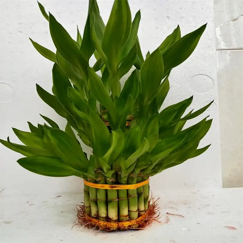 
Ornamental Indoor China Lucky Bamboo Plant Pyramid Dracaena Sanderiana Bonsai 
